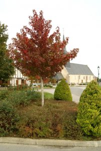 Village Village