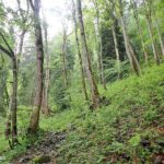 Forêt à pente